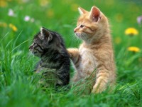 /album/tudo-gatos/gato-10-jpg/